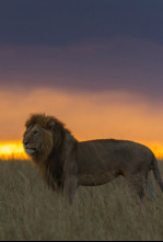 Los cazadores nocturnos de África