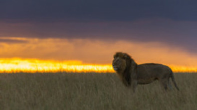 Los cazadores nocturnos de África