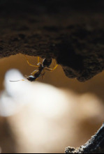 Le royaume des fourmis