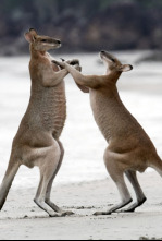 Australia extraordinaria: Bosques indómitos 