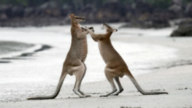 Australia extraordinaria: Bosques indómitos 