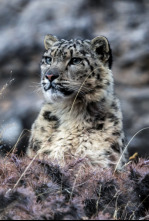 El reino helado del leopardo de las nieves