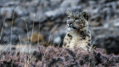 El reino helado del leopardo de las nieves