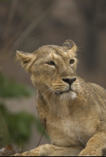 El tigre de Bengala: el rey de la selva