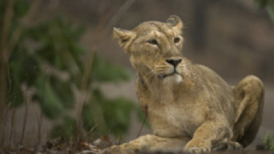 El tigre de Bengala: el rey de la selva