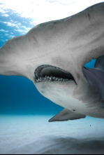 Tiburones blancos de Guadalupe 