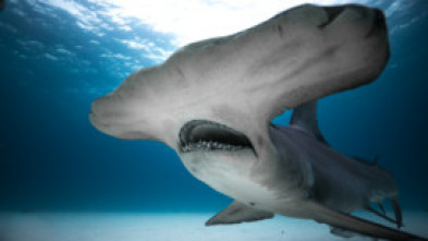 Tiburones blancos de Guadalupe 