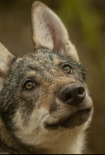 Depredadores de los...: El reino del oso