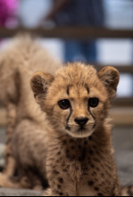 El zoo de San Diego: Mkhaya descubre su trompa