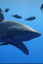 Los tiburones del mar Rojo