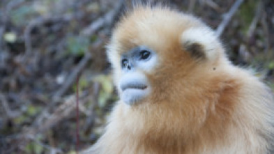 Los reinos ocultos de...: El reino de la selva secreta