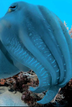 Into the blue: Bahía de tritón