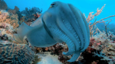 Into the blue: Sulawesi (Manado y Lembeh)