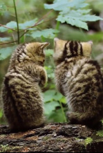 Pequeños felinos, grandes personalidades