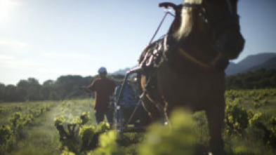 Wine Calling, le vin se lève!