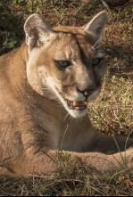 Los más letales: leones