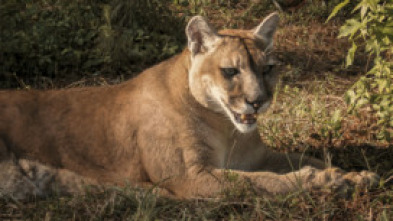 Los más letales: leones