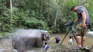 Pacífico: Pueblos de selva y ceniza