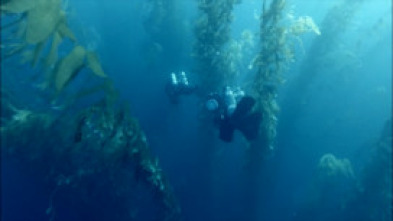 La balena solitària