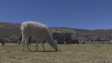 Españoles en el... (T14): Bolivia