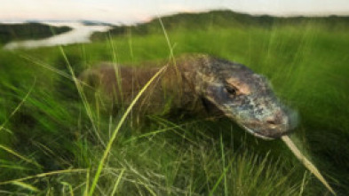 Dragón de Komodo: el rey de los reptiles