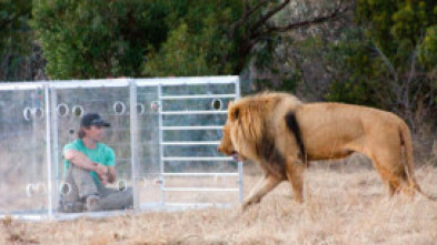 Encerrado entre leones