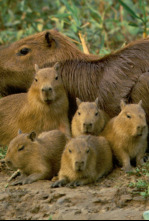 Carrera de ratas