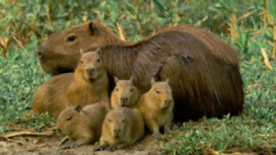 Carrera de ratas