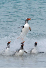 Las islas de los pingüinos: La supervivencia del más rápido