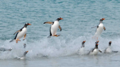 Las islas de los pingüinos: La supervivencia del más rápido