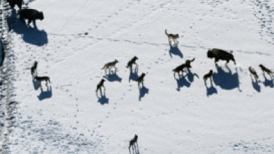 La dinastía del lobo...: La manada