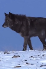 La llegada del lobo negro