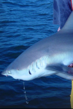 Alerta en América: tiburones