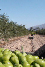 En el piélago de los olivos