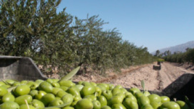 En el piélago de los olivos