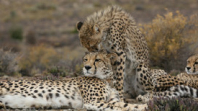 Mamás del reino animal: Crecer