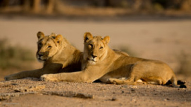 Los conquistadores del desierto de Namib