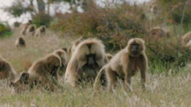 Pandillas salvajes