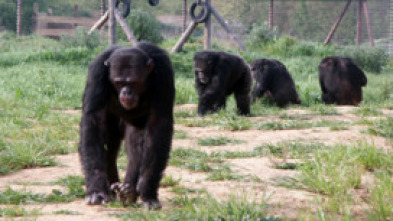 Escuela de chimpancés