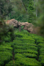 Wild India: El bosque monzónico