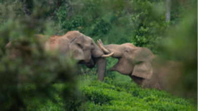 Wild India: El bosque monzónico