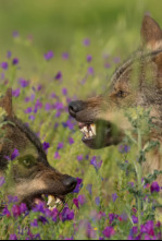 Barbacana, la huella del lobo