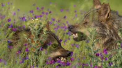 Barbacana, la huella del lobo