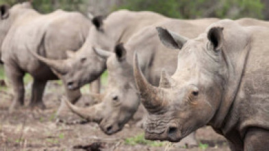 Wild Sudáfrica: Asesinos del Kalahari