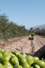 En el piélago de los olivos