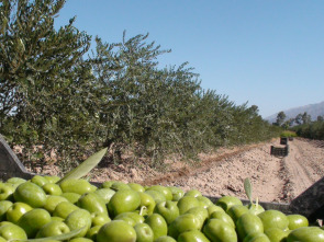 En el piélago de los olivos