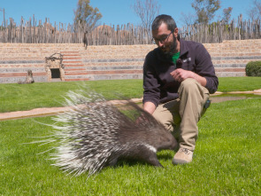 Animalades, un món bestial