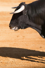 Vaquillas (T2024): Feria Taurina de la Albahaca 2024