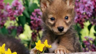 Animales bebé: Criando cachorros