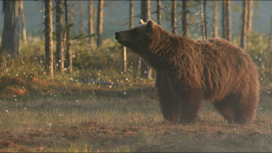 Una Hermandad De Osos: En Los Bosques De Escandinavia 